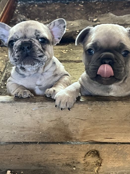 Французики эксклюзив