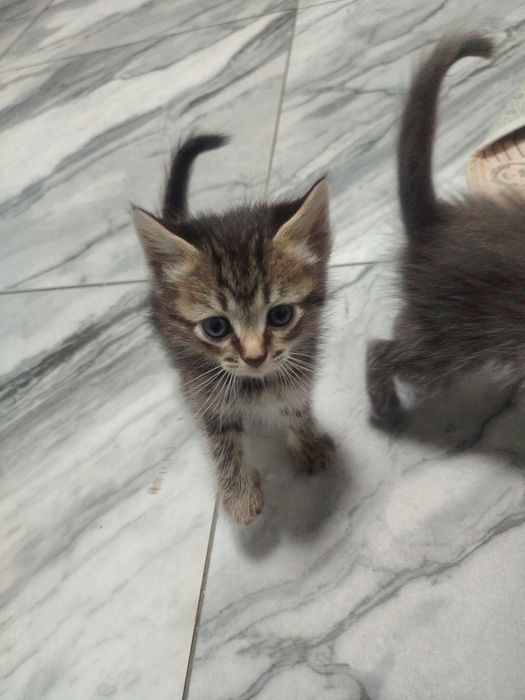 Отдам котят бесплатно