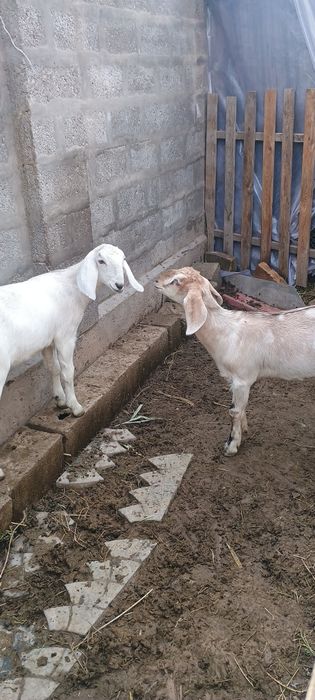 Коза с двумя козочками