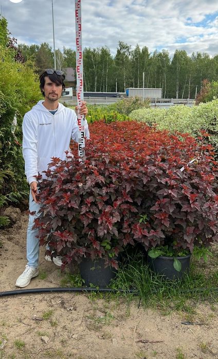 Ель газон саженцы