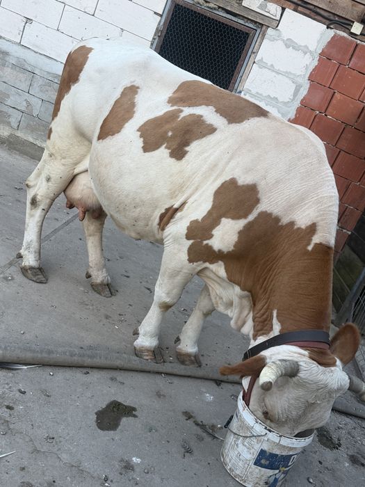 Vaca de vanzare!
