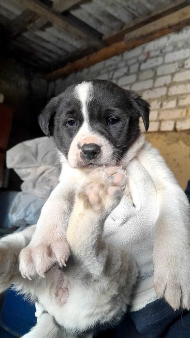 Милые щенки ищут дом