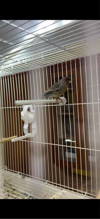 Канарейка пара.