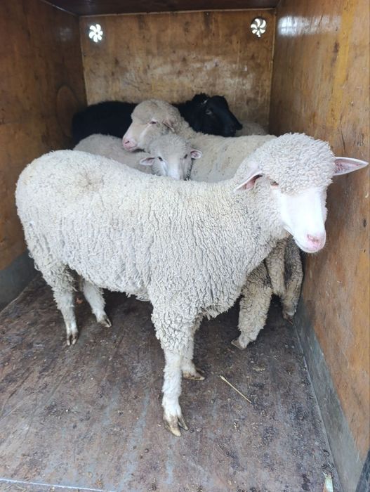 Bug'oz   Quy merenos parotadi urg'ochi  5ta bor 10 11 oylik