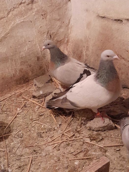 Porumbei Ciocârlie de Coburg