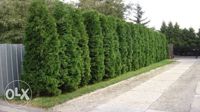 Туя (Западна) (Жив Плет) ПРОМОЦИЯ!!!30-40см