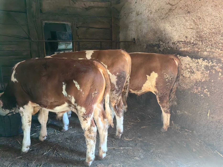Vând 3 vitei vitei intre greutate 200kg la 250kg