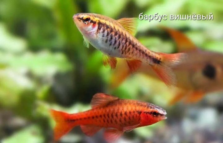 Барбус вишнёвый (Puntius titteya)