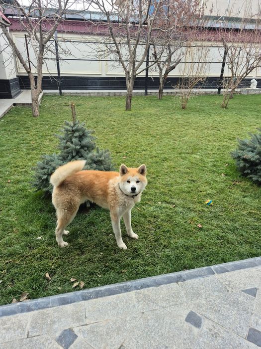 Продается японская акита