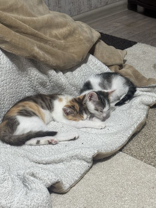 отдам котят в добрые руки