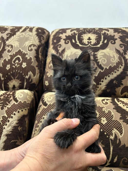 Котенок очень активный.