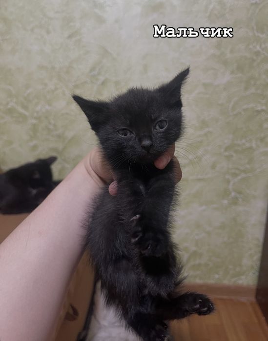 Отдам котят в добрые руки