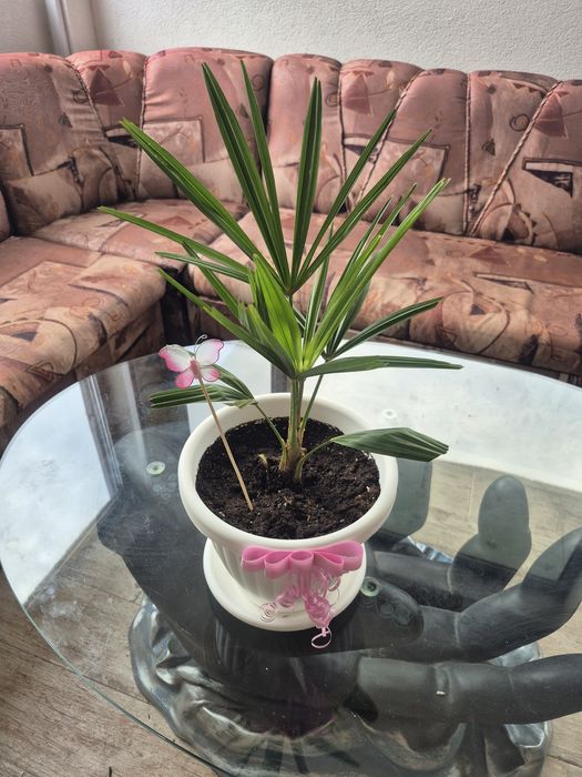 Продавам Студоустойчиви палми Трахикарпус.