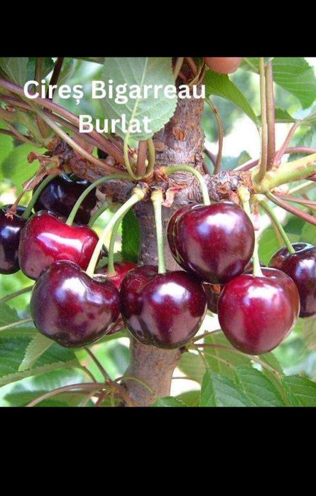 Pomi fructiferi disponibili