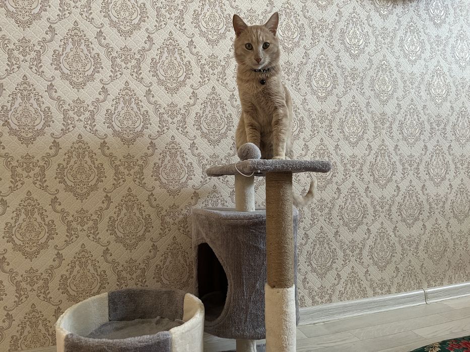 Мысыққа арналған заттар сатамын