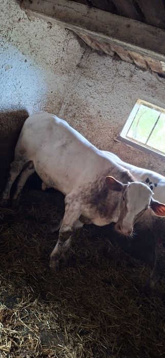 Taurii belgienii