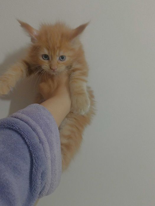 Котенца Мейн куун