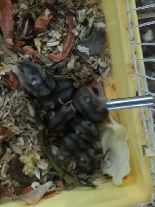 Джунгарские хомяки