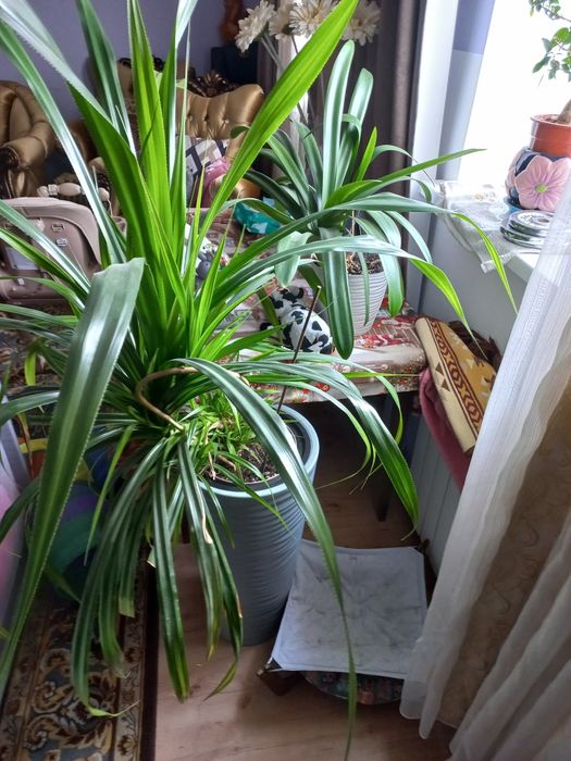 Домашние цветы и деревца