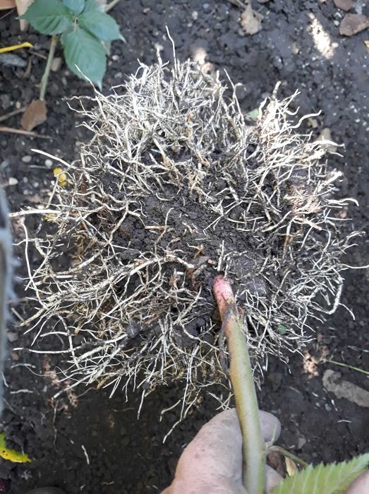 Stoloni de Căpșuni Remontant, Plante de Grădină Producător Certificat