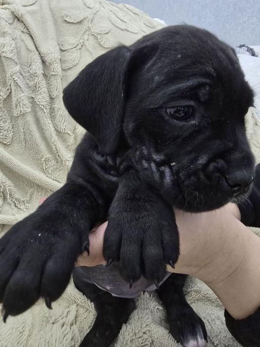 Продаются щенки Кане Корсо