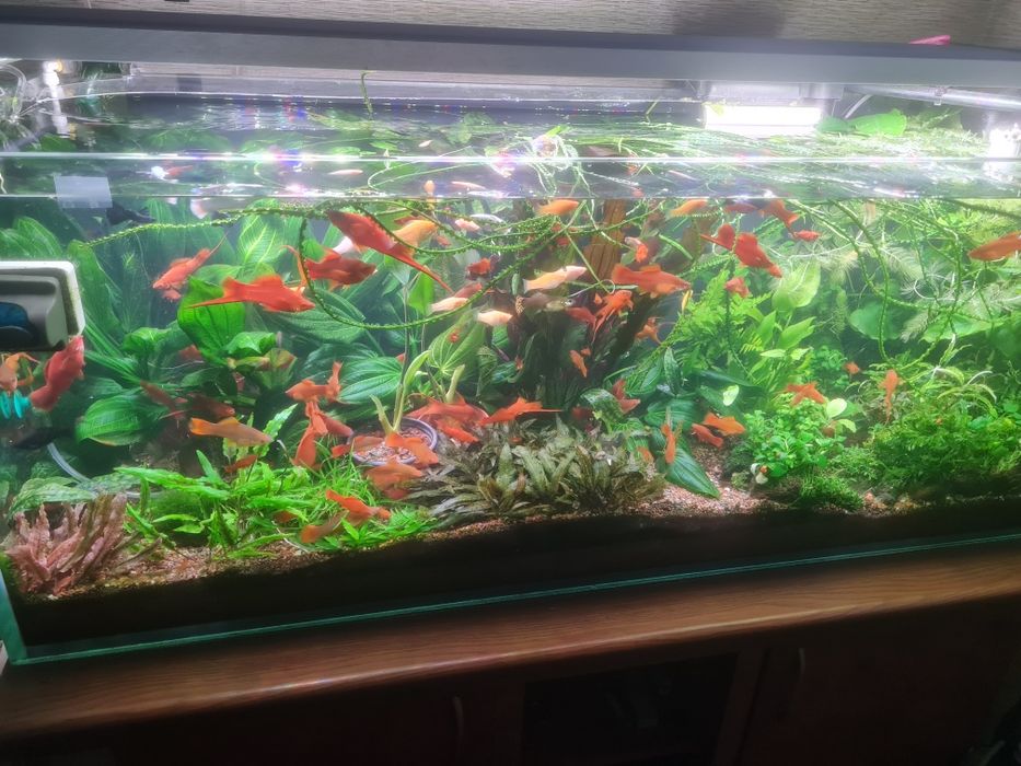 Аквариумные растения.