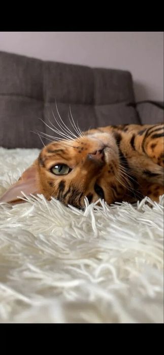 Открыта бронь на бенгальских котят