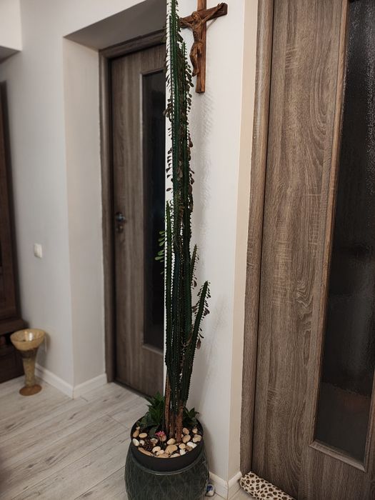 Vand cactus euphorbia trigona 2m