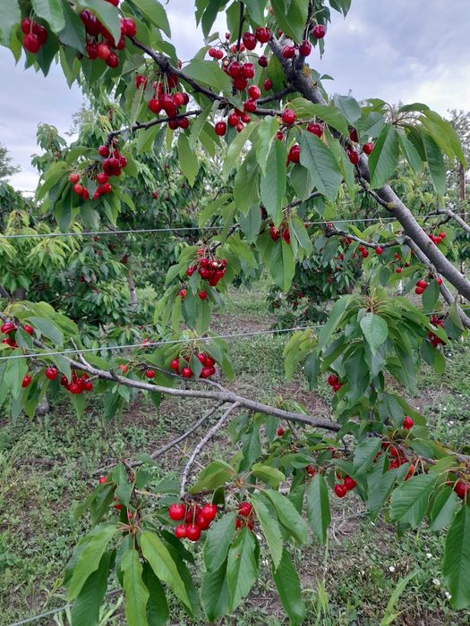 cirese dulci, aromate
