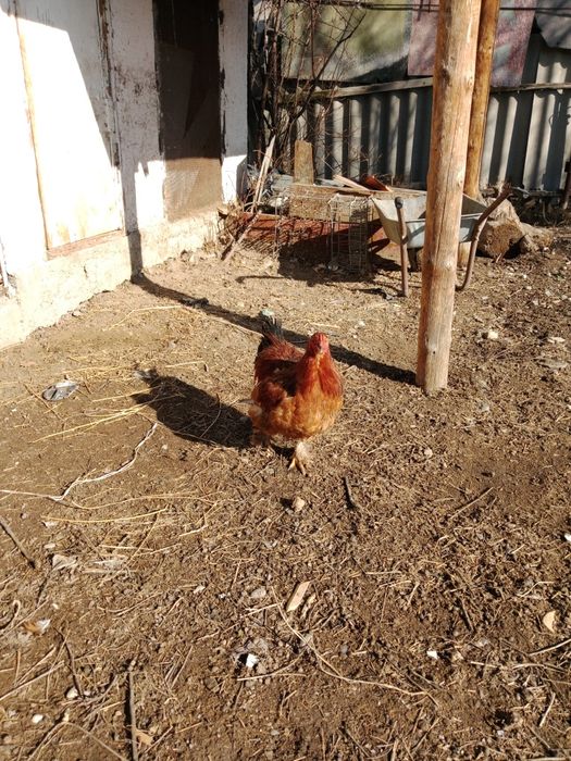 Бройлер балапан қораз