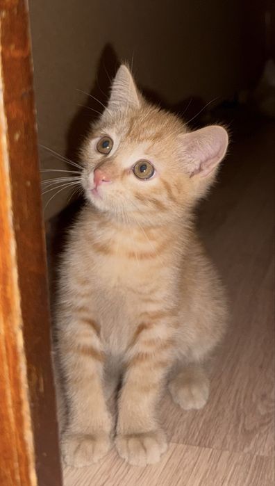 Отдам котят, 2 мальчика
