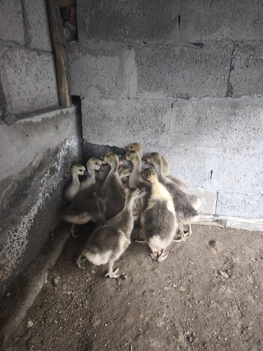 G'oz sotiladi bir yarim oylik