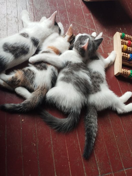 Отдам даром 4котенка,1,5 месяца