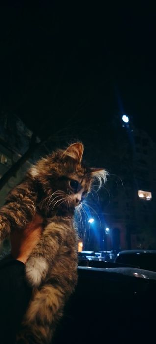 Mushuklaringiz sog'lig'ini oylovchi veterinar doctor