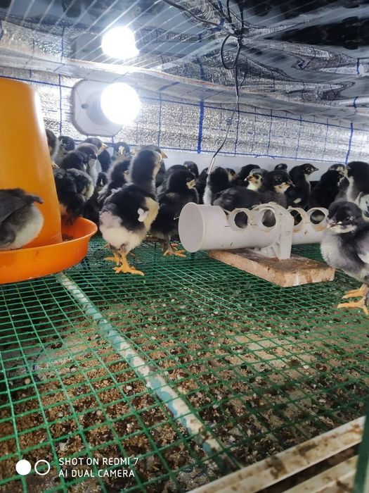 Qora Shaxzoda jõjalari va tuxumlari