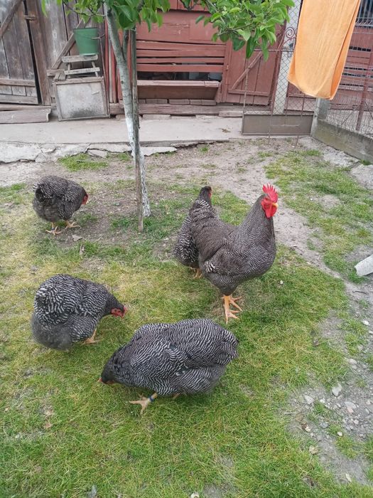 Vand oua pentru incubat de la gaini de rasa , playmouth rok barat.Bune ouatoare, rezistente la boli