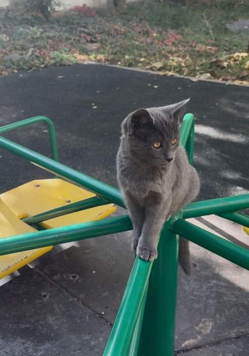 Котята даром породистые