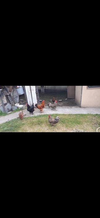 3 cocoși de vânzare.