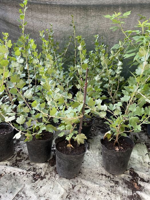 Саженцы качество сто процентов