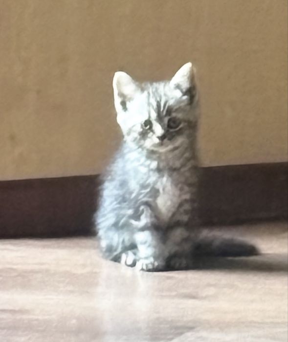 Котенок шотландский