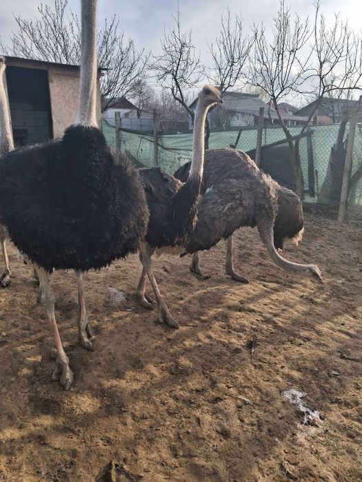 Am de vinzare 4 struti in virsta de un an si 7 luni