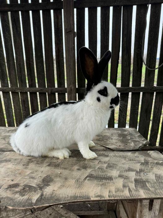 Vând iepure fluture german