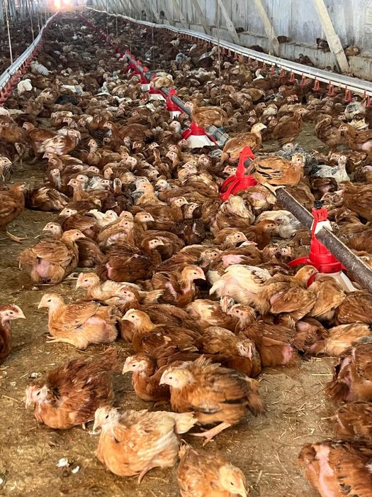 Vând pui albi de carne și pui rasă mixtă