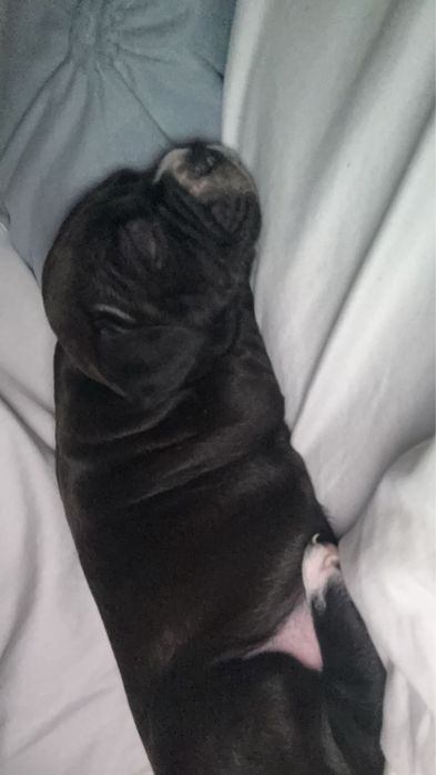 Cautam o casuta noua Catelusa de rasa