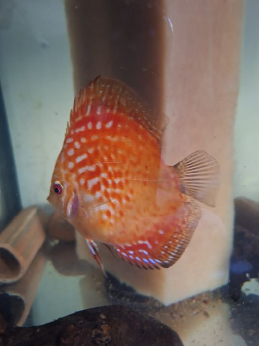 Pesti Exotici de acvariu