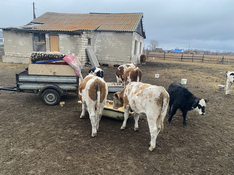 Продам бычков 22 головы