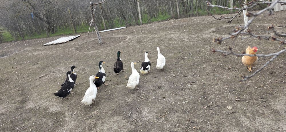 Rate românești de vanzare