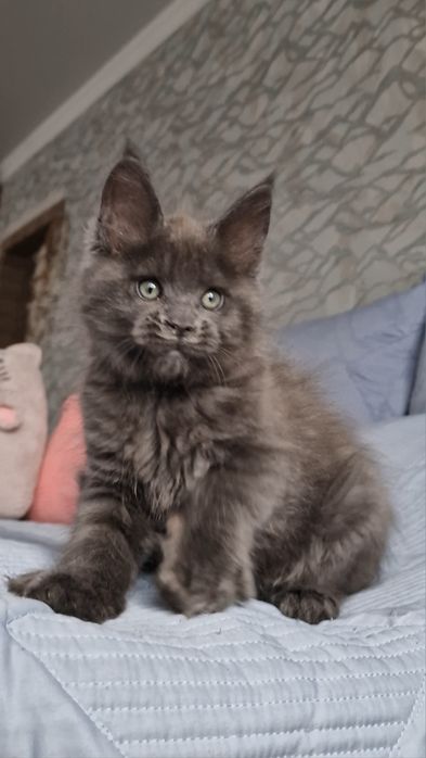 Котята мейн-куны .