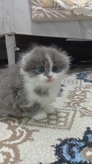 Shokish fold mushukchalar sotiladi