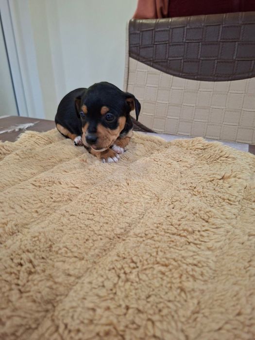 Продавам Кученца Пинчери